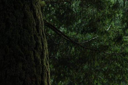 landscape, nature, forest, trees thumbnail