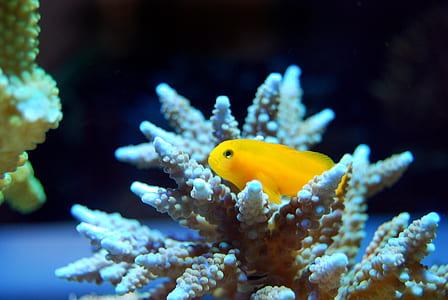 yellow fish inside brown corral thumbnail