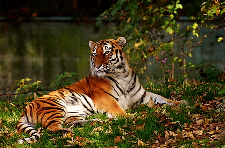 shallow focus photography of tiger thumbnail