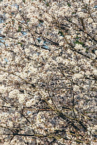 Cherry Blossom Hd Phone Background Photo thumbnail