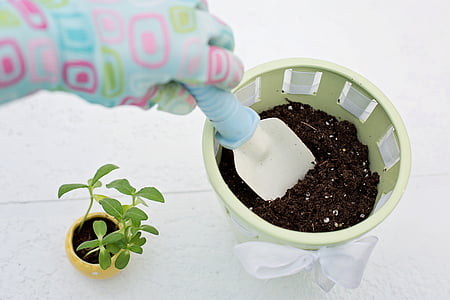 green plant in yellow pot thumbnail