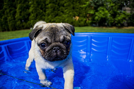 fawn pug puppy on blue pool thumbnail