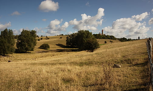 trees on grassfield on daytime thumbnail