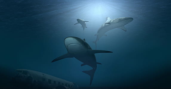 underwater photography of three sharks thumbnail