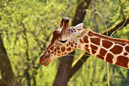 selective focus photo of brown and white giraffe thumbnail