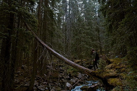 person standing on tree above river thumbnail
