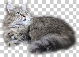 Kitten Siberian Cat American Bobtail Maine Coon Whiskers Kitten