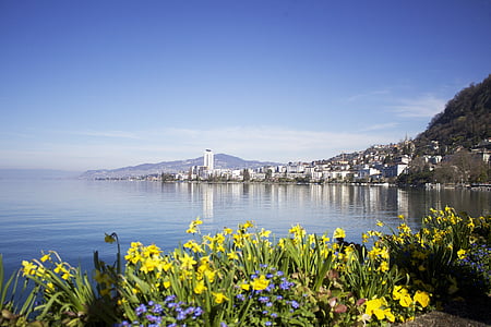 village near body of water with yellow petaled flowers in bloom during daytime thumbnail