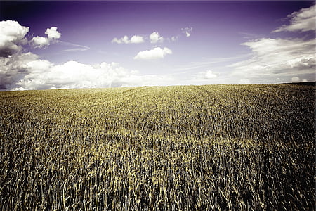 brown wheat field thumbnail