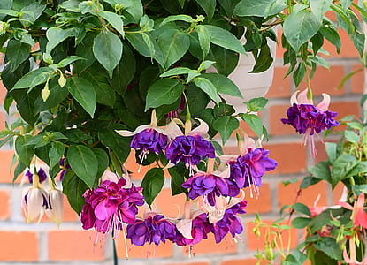 pink and purple petaled flowers near brick wall thumbnail