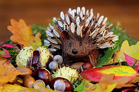 Brown Porcupine Artwork thumbnail