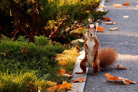 squirrel on street thumbnail