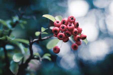 red fruits thumbnail