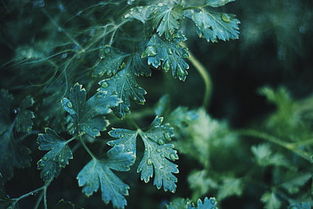 dew drops on green leafed plants thumbnail