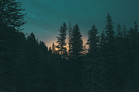 silhouette of pine trees during golden hour thumbnail