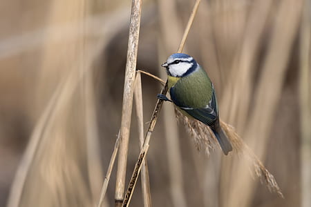 selective focus photography of Eurasian blue tit thumbnail