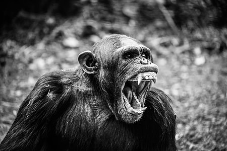grayscale photography primate thumbnail