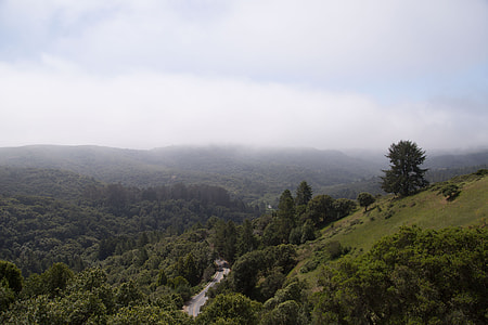 aerial photography of road between trees under cloudy sky thumbnail