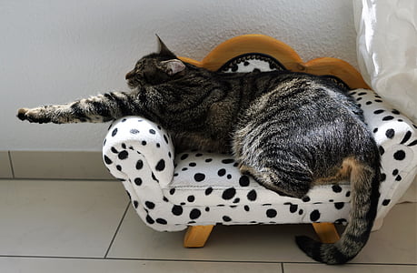 gray tabby cat on white and black sofa thumbnail