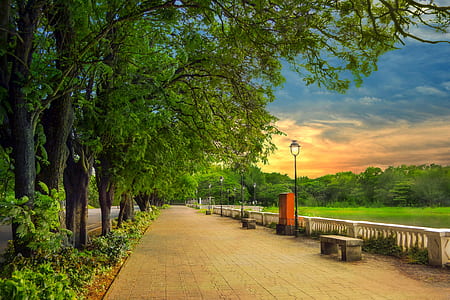 streetlight near trees thumbnail