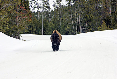 black and brown animal on white surface thumbnail