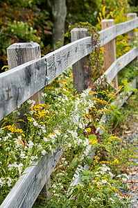 gray wooden gate with yellow and white petaled flowers taken during daytime thumbnail