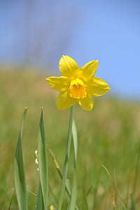 macro photography of yellow daffodil flower thumbnail
