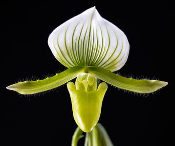 green plant thumbnail