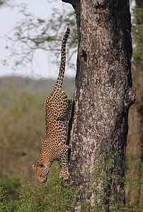cheetah on tree thumbnail