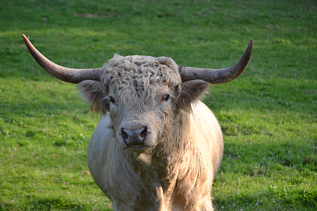Highland Beef, Pasture thumbnail