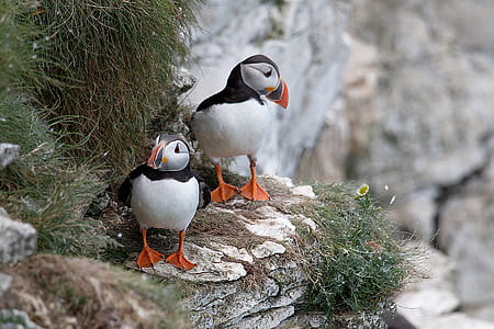 two white and black short beak birds near mountain peak thumbnail