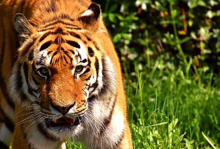 brown and white tiger on grass during daytime thumbnail