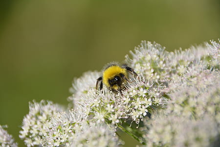 Bumble Bee on White Flowers thumbnail
