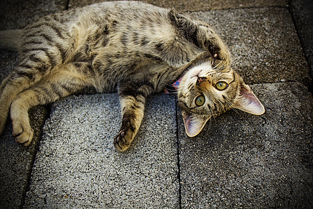 brown tabby cat laying on floor thumbnail