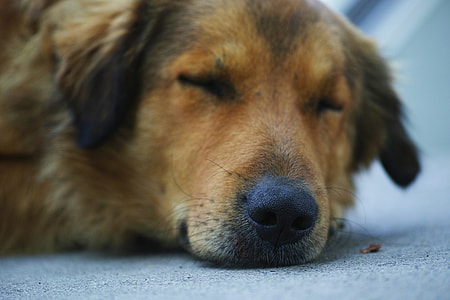 short-coated brown dog close-up photo thumbnail