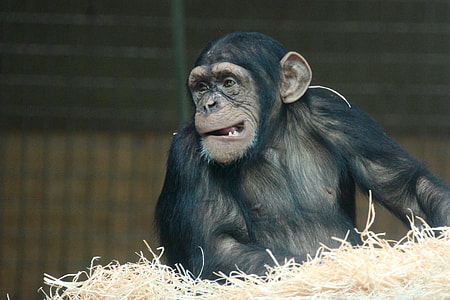 black chimpanzee in cage thumbnail
