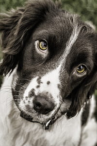 short-coated black and white dog on focus photo thumbnail