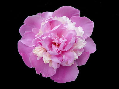 close up photo of pink flower thumbnail