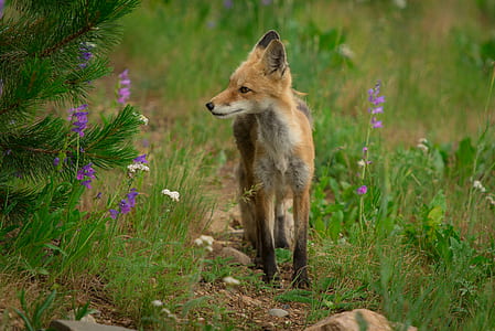 fox on standing on green grass thumbnail