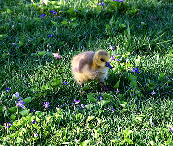 yellow duckling on green grass field thumbnail