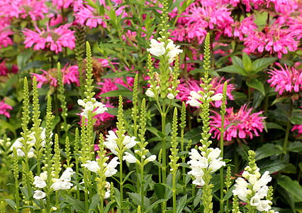 white and pink petaled flowers in bloom selective focus photography thumbnail