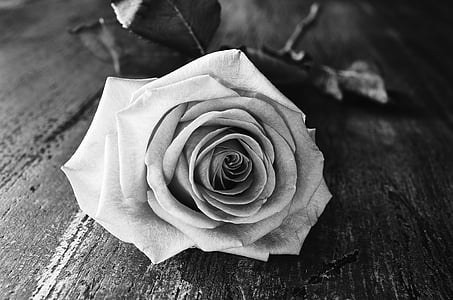 grayscale photo of rose flower thumbnail