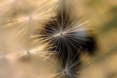 closeup photo of dandelion flowers thumbnail