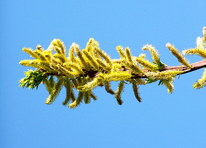Flowering Branch Of Barka, Spring thumbnail