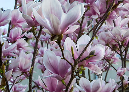 pink-and-white magnolia flowers closeup photography thumbnail