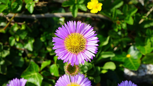 Purple and Yellow Flowers thumbnail