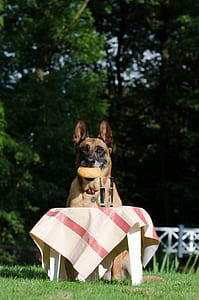 adult black and tan German shepherd biting a bread beside a small table top with drinking glass with water during daytime thumbnail