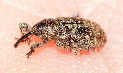 Beige and Black Insects on White Textile thumbnail
