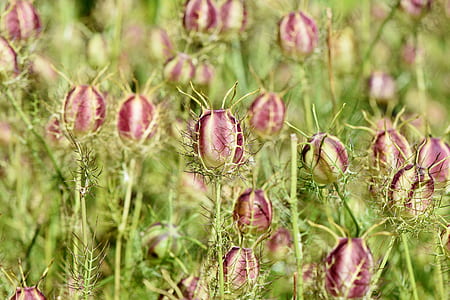 photo of purple petaled flowers thumbnail
