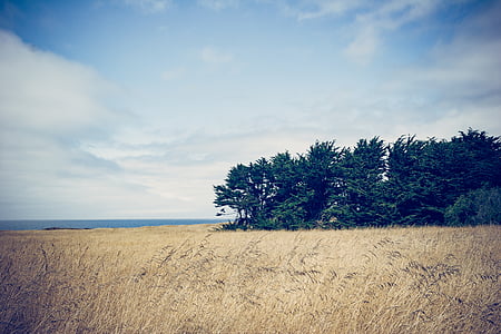 field near trees under blue sky thumbnail